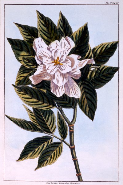 Gardenia G. Augusta, Illustration from 